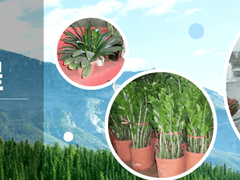珠海绿植租摆